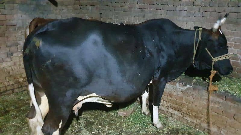 Cow | Shaiwali Cow | Gbhn Cow | Cow For Sale 3