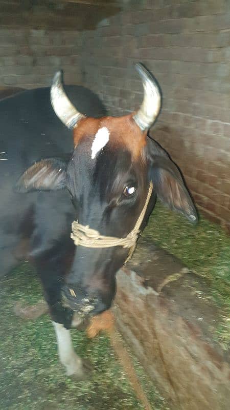 Cow | Shaiwali Cow | Gbhn Cow | Cow For Sale 4