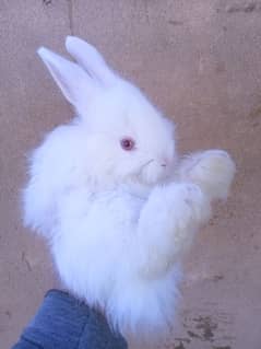 Turkish Angora Rabbits