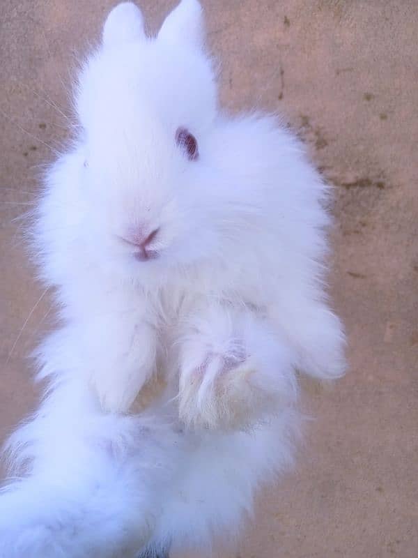 Turkish Angora Rabbits 1