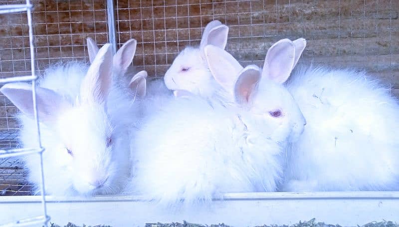 Turkish Angora Rabbits 2