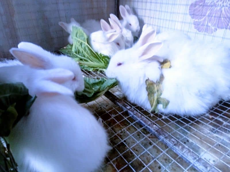 Turkish Angora Rabbits 3