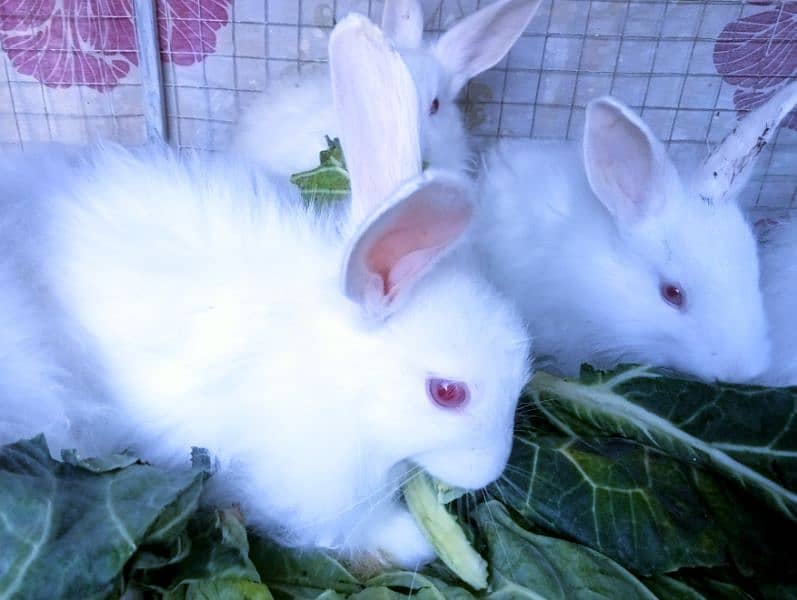 Turkish Angora Rabbits 4