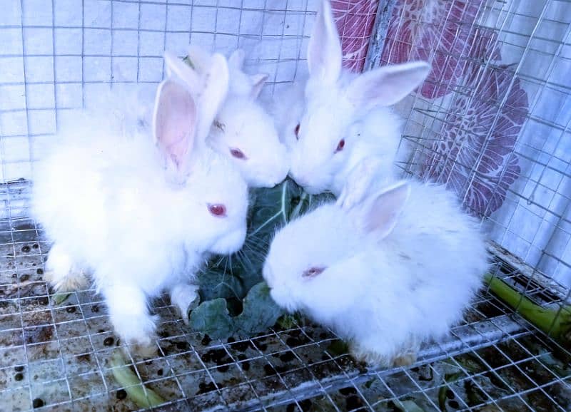 Turkish Angora Rabbits 5