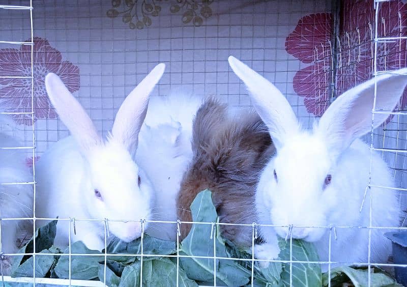 Turkish Angora Rabbits 6