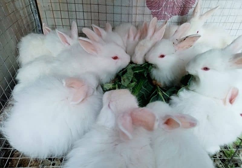 Turkish Angora Rabbits 7