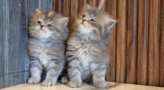 Pure Persian Kittens Available in Different colors/Male Female/Cats