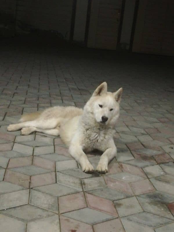 beautiful white fawn husky 2