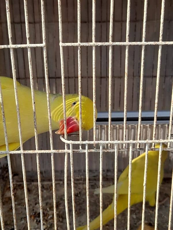 8 pair Yellow And 1 pair White ringneck 0