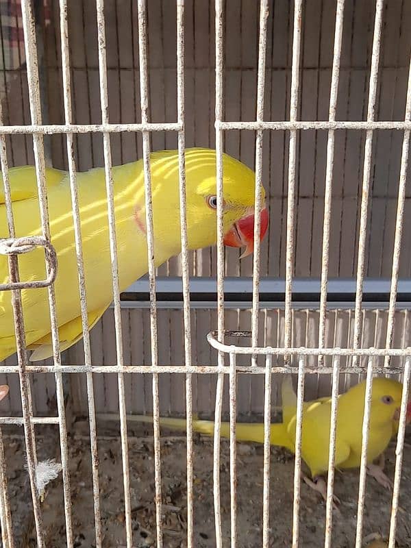 8 pair Yellow And 1 pair White ringneck 1