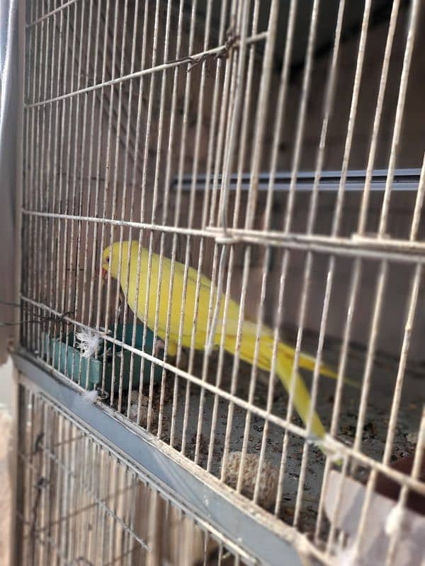 8 pair Yellow And 1 pair White ringneck 6