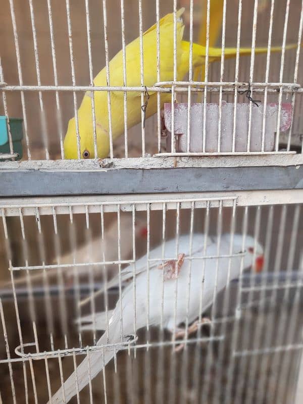 8 pair Yellow And 1 pair White ringneck 8