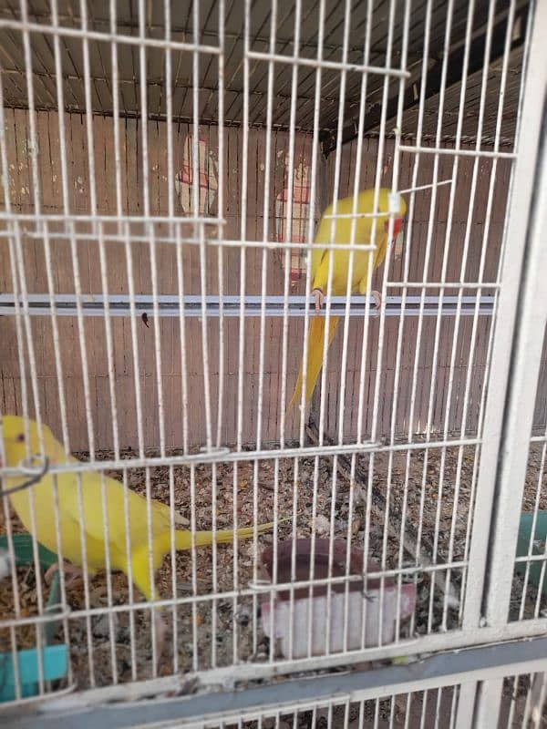 8 pair Yellow And 1 pair White ringneck 9