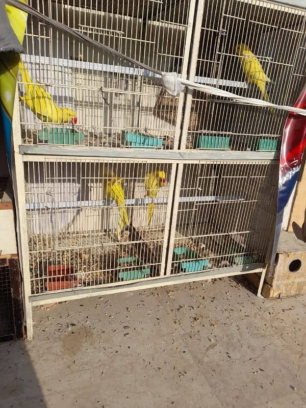 8 pair Yellow And 1 pair White ringneck 10