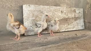 mianwali aseel chicks available