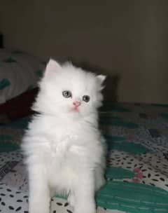 Persian cat