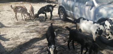 Mix Breed Goats (Male & Female)