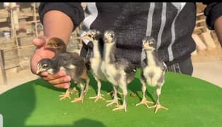 Extreme quality Thai chicks for sale