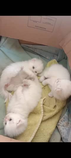 Want to sell my 3 kittens age 30 days