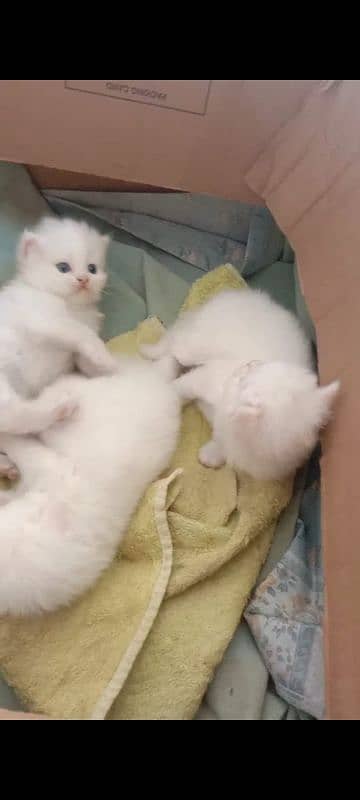 Want to sell my 3 kittens age 30 days 1