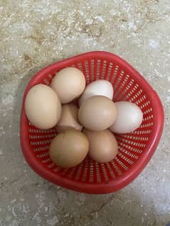 Heavy buff fertile eggs