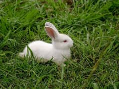 full White with red eyes and  black n white Rabits for sale