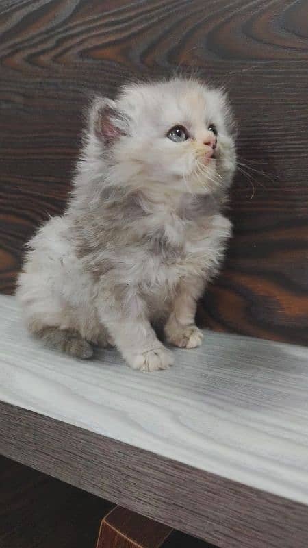 beautiful kitten and breeder pregnant female 0