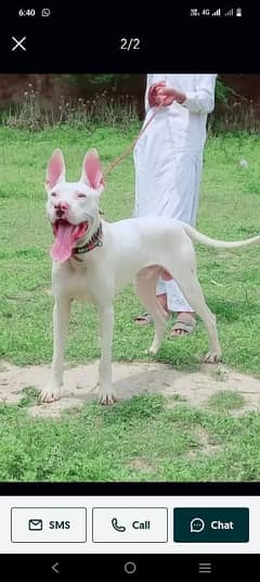 bull terrier