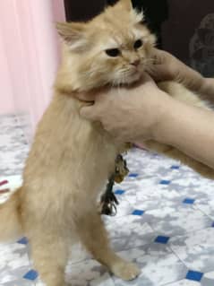 Persian kitten male 3 months age