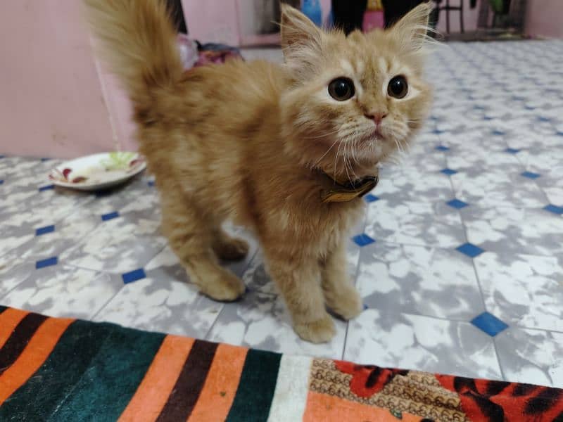 Persian kitten male 3 months age 1