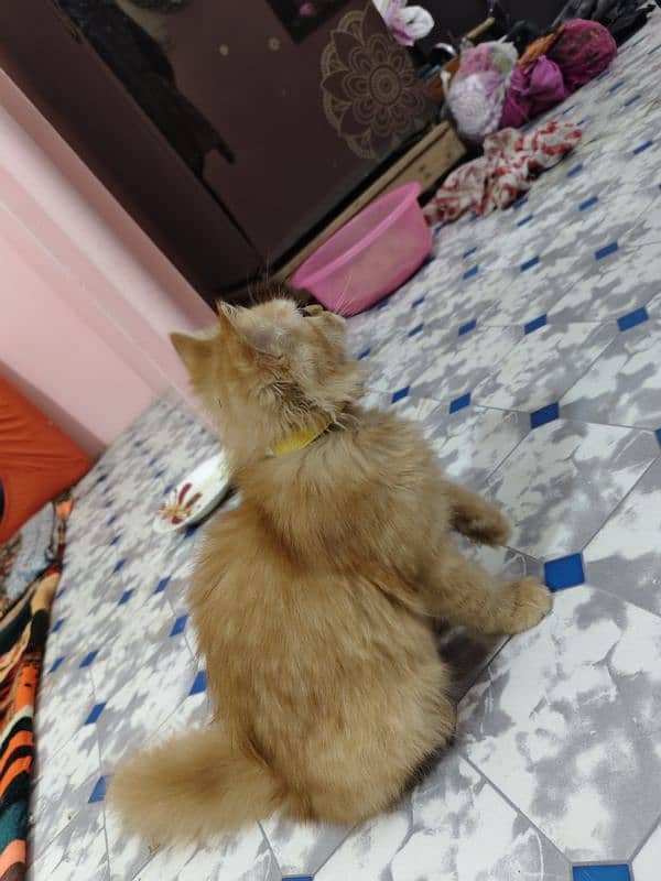 Persian kitten male 3 months age 3