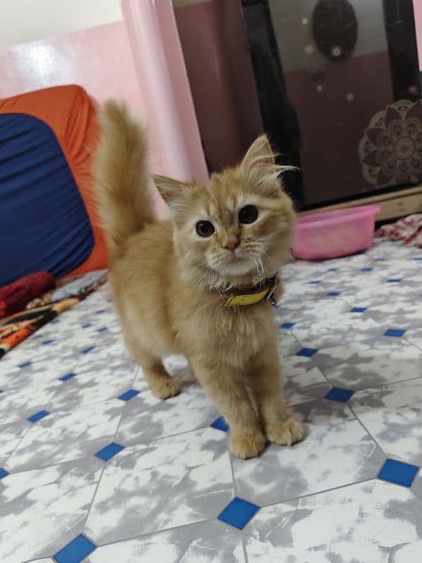 Persian kitten male 3 months age 5