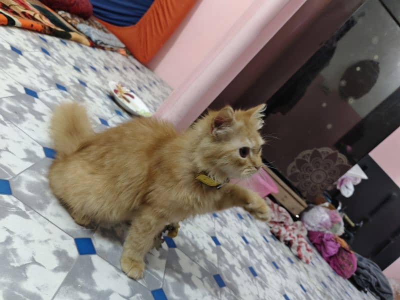 Persian kitten male 3 months age 6