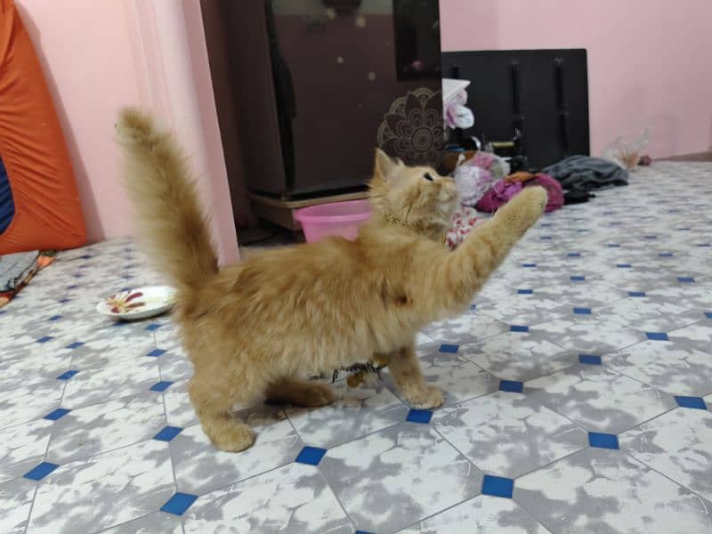 Persian kitten male 3 months age 7