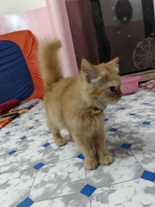 Persian kitten male 3 months age 8