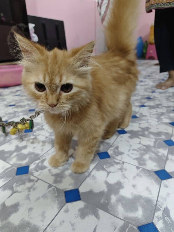 Persian kitten male 3 months age 9