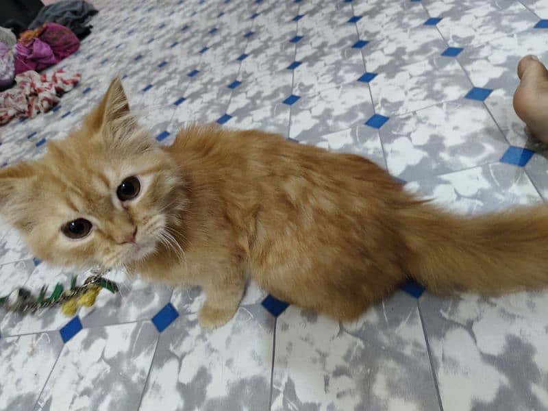 Persian kitten male 3 months age 11