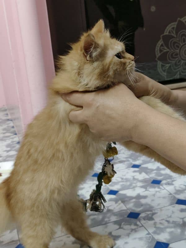 Persian kitten male 3 months age 13