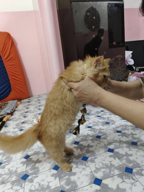 Persian kitten male 3 months age 14