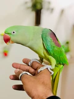 raw parot handtamed female