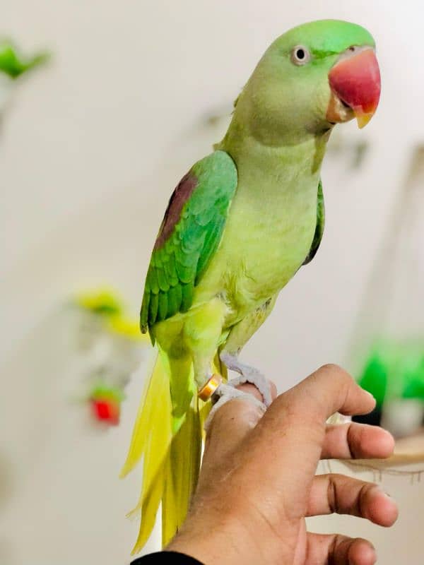 raw parot handtamed female 3