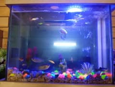 two aquariums for sale condition new with 30 fishes