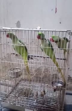 Raw Parrot 2 Male 1 Female age 3+