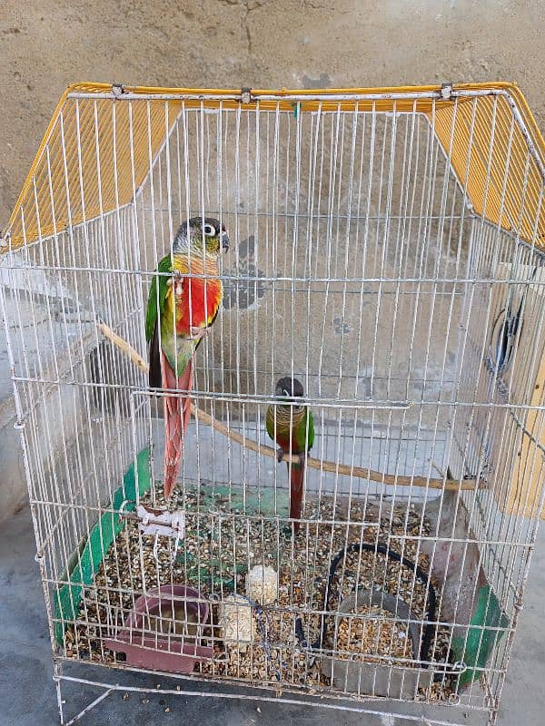 Green Chick Conure 0