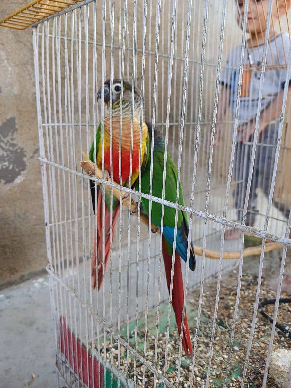 Green Chick Conure 1