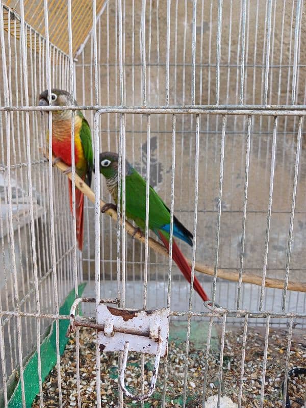 Green Chick Conure 3