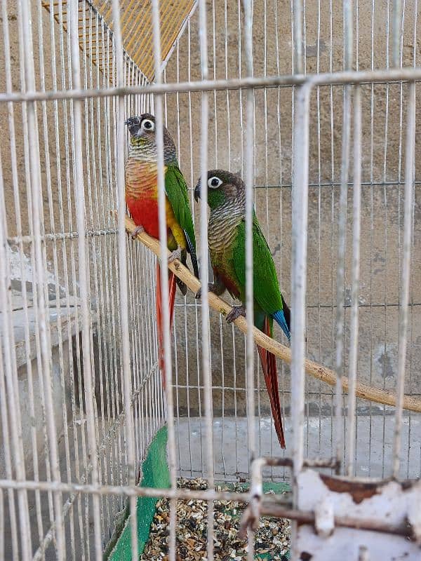 Green Chick Conure 4