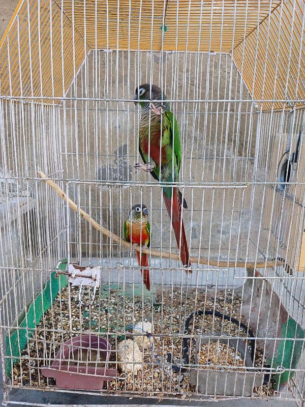 Green Chick Conure 5