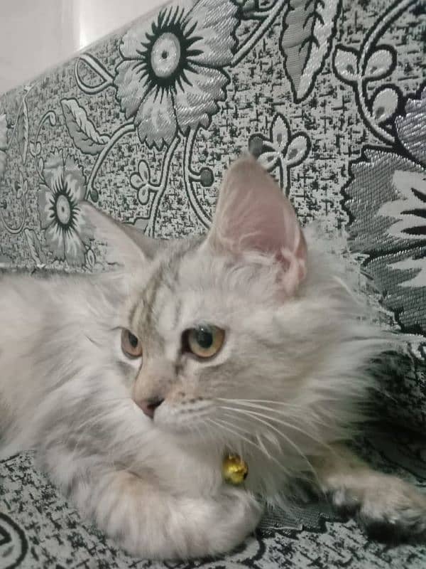 American maine coon kitten 1