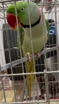 khoobsurat aur active raw parrot for sale